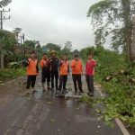 Evakuasi Pohon Tumbang di Sekayu, Bupati Muba Apresiasi Respons Sigap Tim Gabungan