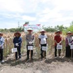 Panen Raya Jagung Kuartal lll Dihadiri Ketua DPRD Prabumulih