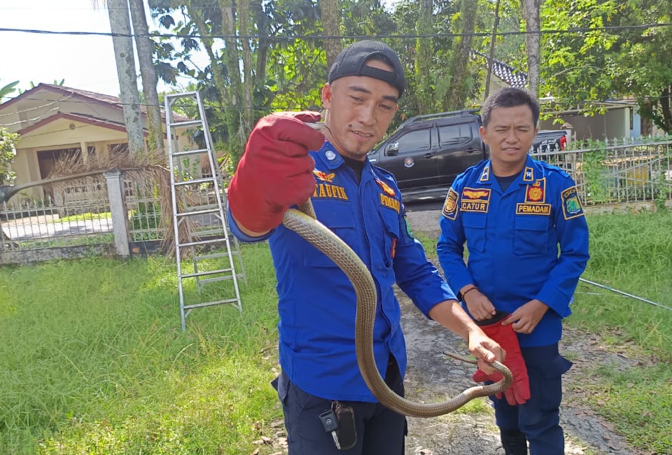 Aksi Heroik Tim DAMKAR MUBA di Hari Libur Tetap Melayani Masyarakat